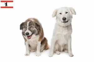 Lees meer over het artikel Aidi fokkers en pups in Berlijn