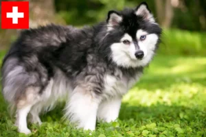 Lees meer over het artikel Alaskan Klee Kai fokkers en pups in Zwitserland