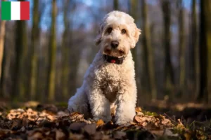 Lees meer over het artikel Cockapoo fokkers en puppies in Italië