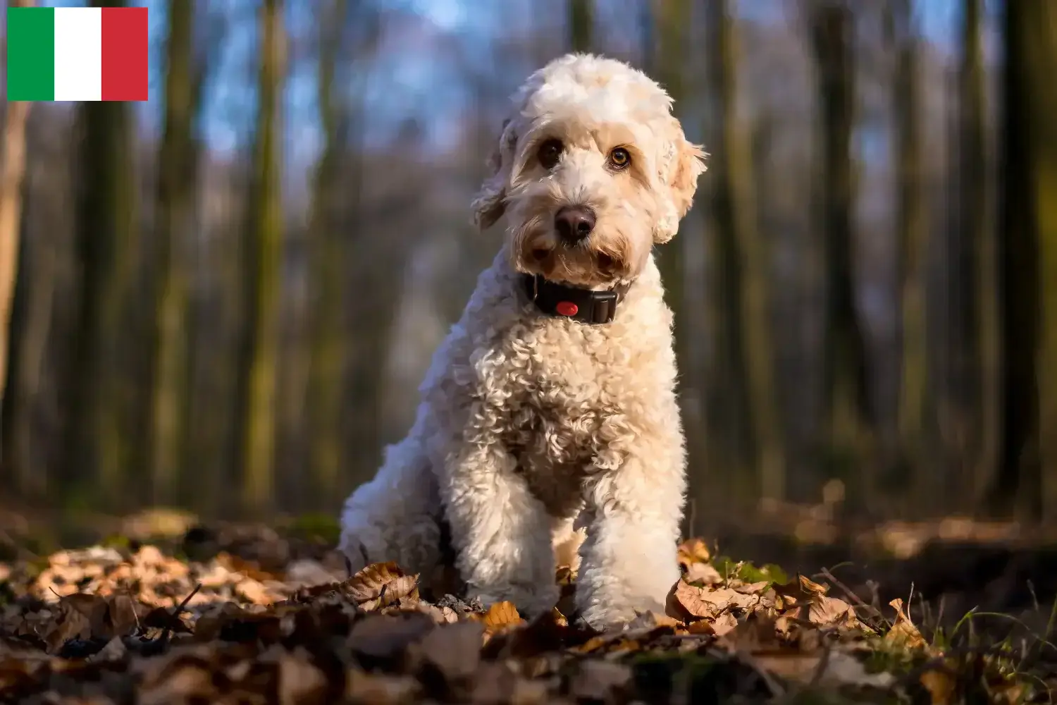Lees meer over het artikel Cockapoo fokkers en puppies in Italië