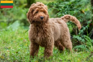Lees meer over het artikel Cockapoo fokkers en pups in Litouwen
