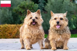 Lees meer over het artikel Norwich Terrier fokkers en puppies in Polen