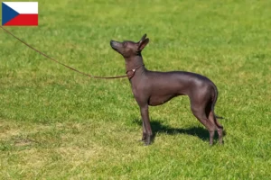 Lees meer over het artikel Peruaanse Haarloze Hondenfokker en Puppies in Tsjechië