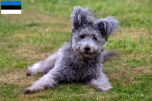 Lees meer over het artikel Pumi fokkers en pups in Estland