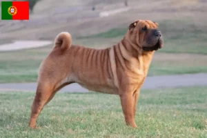 Lees meer over het artikel Shar-Pei fokkers en pups in Portugal