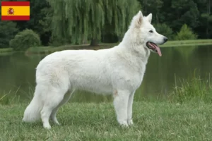 Lees meer over het artikel Witte Zwitserse Herdershond Fokker en Puppies in Spanje