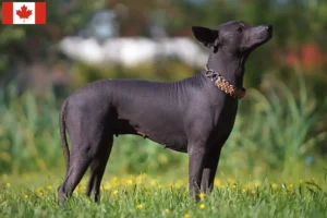 Lees meer over het artikel Xolo fokkers en pups in Canada