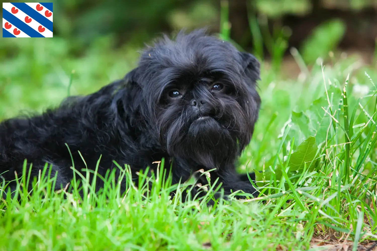 Affenpinscher pups en fokkers Friesland Hier vind je Affenpinscher fokkers in Friesland.