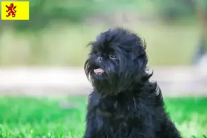 Lees meer over het artikel Affenpinscher fokkers en pups in Zuid-Holland