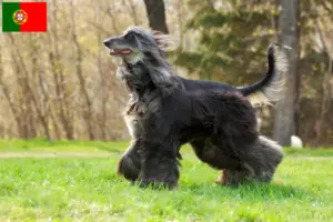 Lees meer over het artikel Afghaanse windhondenfokkers en puppies in Portugal