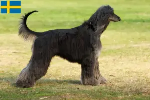 Lees meer over het artikel Afghaanse windhond fokkers en pups in Zweden