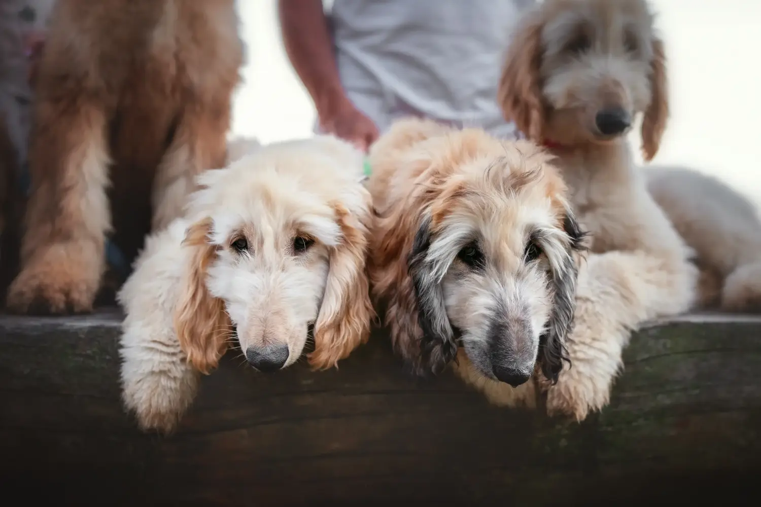 Een Afghaanse windhond puppy kopen betekent verantwoordelijkheid nemen! Afghaanse windhond puppy's kopen.