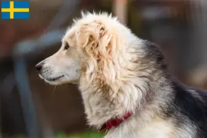 Lees meer over het artikel Aidi fokkers en pups in Zweden