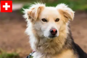Lees meer over het artikel Aidi fokkers en pups in Zwitserland