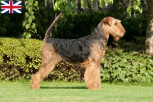 Lees meer over het artikel Airedale Terrier fokkers en puppies in Groot-Brittannië