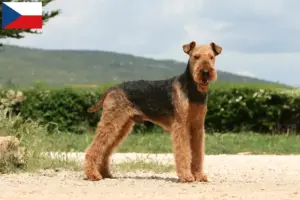 Lees meer over het artikel Airedale Terrier fokkers en pups in Tsjechië
