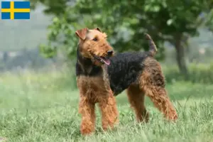Lees meer over het artikel Airedale Terrier fokkers en pups in Zweden