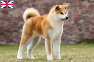 Lees meer over het artikel Akita fokkers en pups in Groot-Brittannië