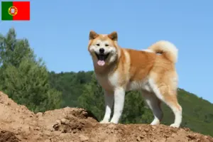 Lees meer over het artikel Akita fokkers en pups in Portugal