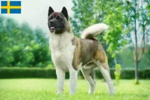 Lees meer over het artikel Akita fokkers en pups in Zweden