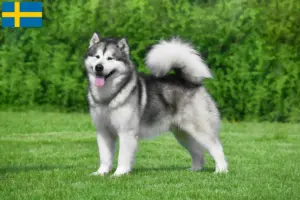 Lees meer over het artikel Alaska Malamute fokkers en pups in Zweden