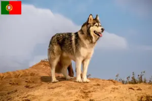 Lees meer over het artikel Alaska Malamute fokkers en pups in Portugal