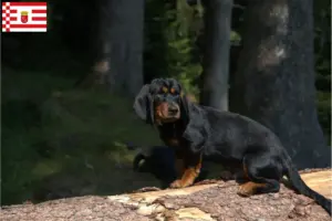 Lees meer over het artikel Alpine Dachsbracke fokkers en puppies in Bremen