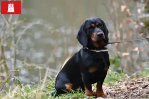 Lees meer over het artikel Alpine Dachsbracke fokkers en puppies in Hamburg
