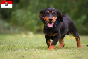 Lees meer over het artikel Alpine Dachsbracke fokkers en puppies in Hessen