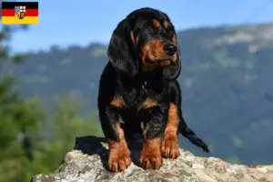 Lees meer over het artikel Alpine Dachsbracke fokkers en puppies in Saarland