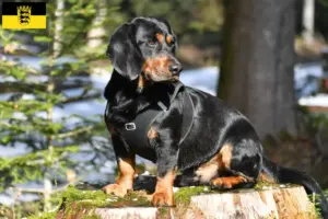 Lees meer over het artikel Alpine Dachsbracke fokkers en puppies in Baden-Württemberg
