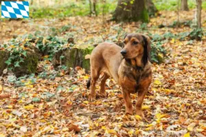 Lees meer over het artikel Alpine Dachsbracke fokkers en puppies in Beieren