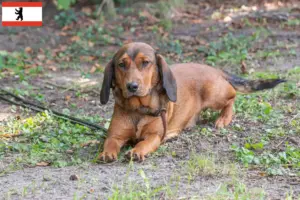Lees meer over het artikel Alpine Dachsbracke fokkers en puppies in Berlijn