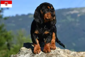 Lees meer over het artikel Alpine Dachsbracke fokkers en puppies in Brandenburg