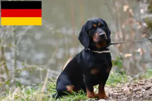 Lees meer over het artikel Alpine Dachsbracke fokkers en puppies in Duitsland
