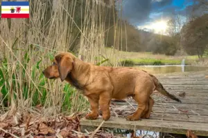 Lees meer over het artikel Alpine Dachsbracke fokkers en pups in Mecklenburg-Vorpommern