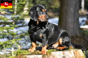 Lees meer over het artikel Alpine Dachsbracke fokkers en puppies in Nedersaksen