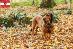 Lees meer over het artikel Alpine Dachsbracke fokkers en pups in Oostenrijk