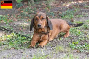 Lees meer over het artikel Alpine Dachsbracke fokkers en puppies in Rijnland-Palts