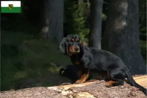 Lees meer over het artikel Alpine Dachsbracke fokkers en puppies in Saksen