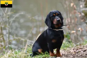 Lees meer over het artikel Alpine Dachsbracke fokkers en puppies in Saksen-Anhalt