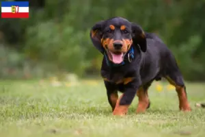 Lees meer over het artikel Alpine Dachsbracke fokkers en puppies in Sleeswijk-Holstein