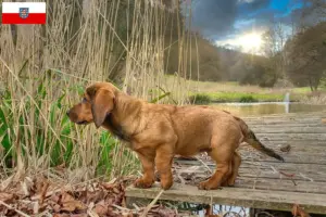 Lees meer over het artikel Alpine Dachsbracke fokkers en puppies in Thüringen