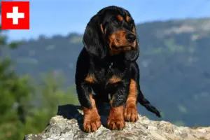 Lees meer over het artikel Alpine Dachsbracke fokkers en pups in Zwitserland