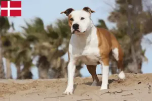 Lees meer over het artikel American Staffordshire Terrier fokkers en pups in Denemarken