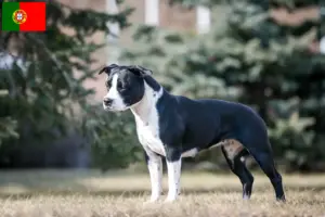 Lees meer over het artikel Amerikaanse Staffordshire Terriër fokkers en puppies in Portugal