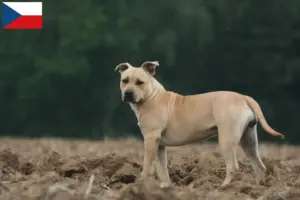 Lees meer over het artikel American Staffordshire Terrier fokkers en pups in Tsjechië