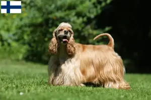 Lees meer over het artikel Amerikaanse Cocker Spaniel fokkers en pups in Finland
