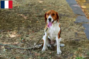 Lees meer over het artikel Amerikaanse Foxhound fokkers en pups in Frankrijk