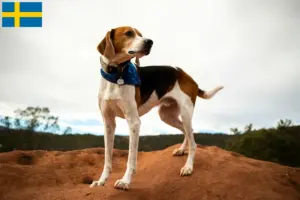 Lees meer over het artikel Amerikaanse Foxhound fokkers en pups in Zweden